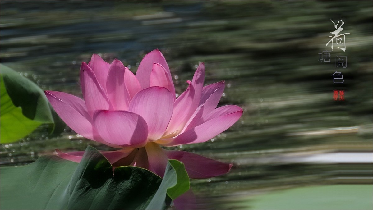 #荷花#荷塘“阅色”
