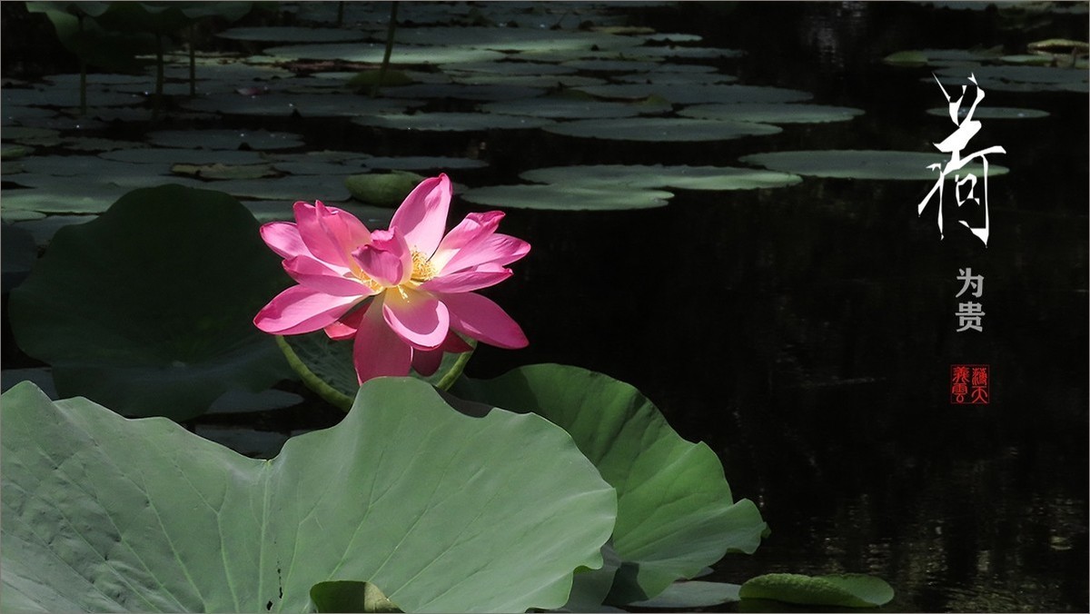 #荷花#荷塘“阅色”