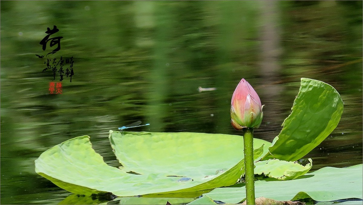 #荷花#荷塘“阅色”