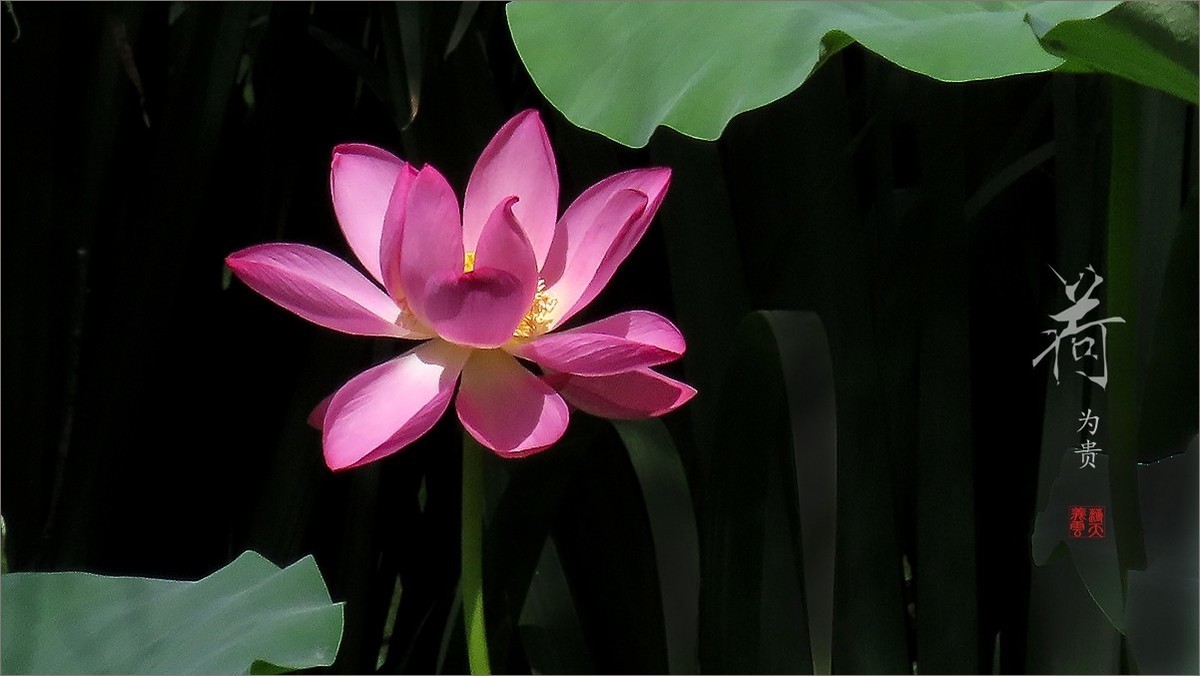 #荷花#荷塘“阅色”