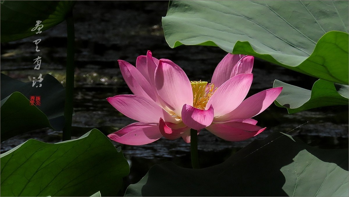 #荷花#荷塘“阅色”