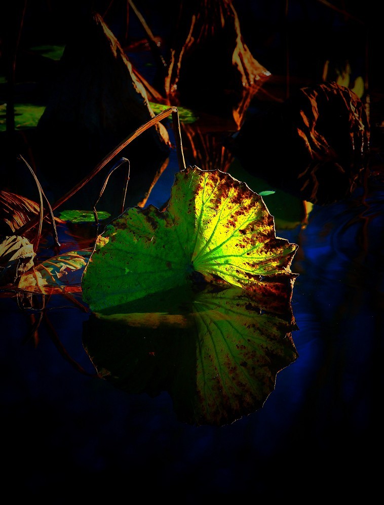 谁会拍《残荷》来指导一下，没拍过这个，这次试着拍一次看看，效果不理想！哈哈！