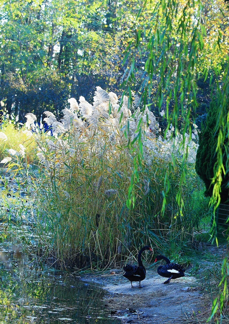 谁会拍《残荷》来指导一下，没拍过这个，这次试着拍一次看看，效果不理想！哈哈！