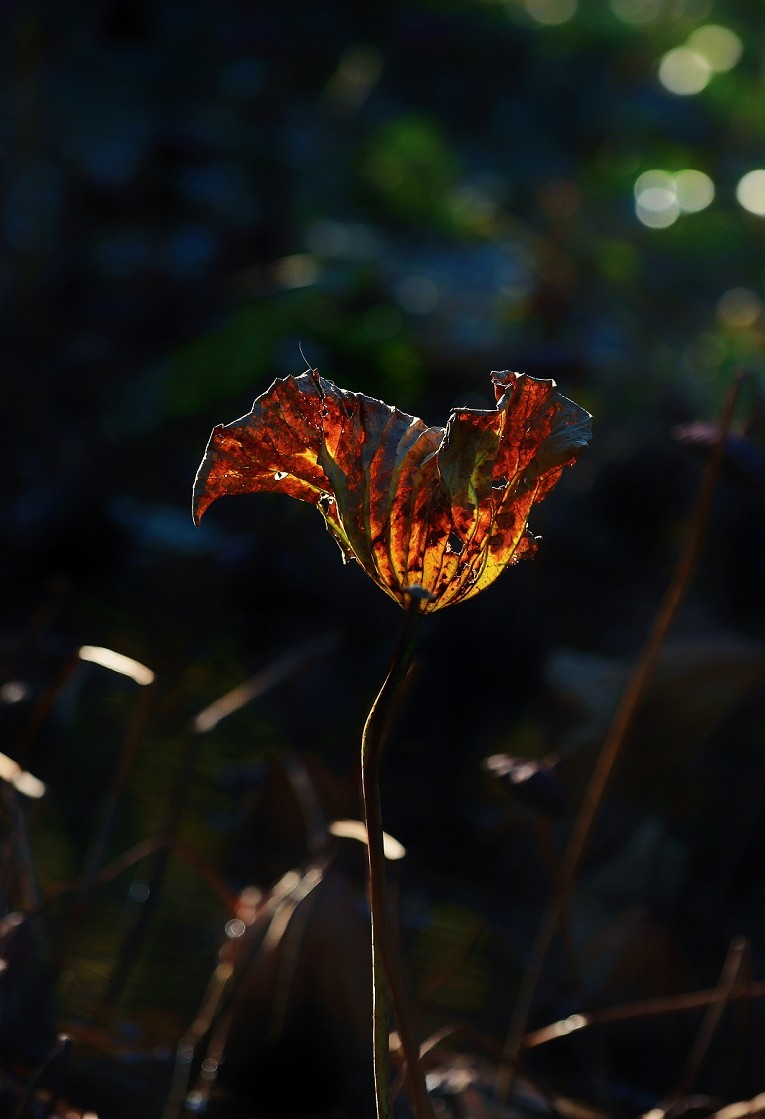 谁会拍《残荷》来指导一下，没拍过这个，这次试着拍一次看看，效果不理想！哈哈！