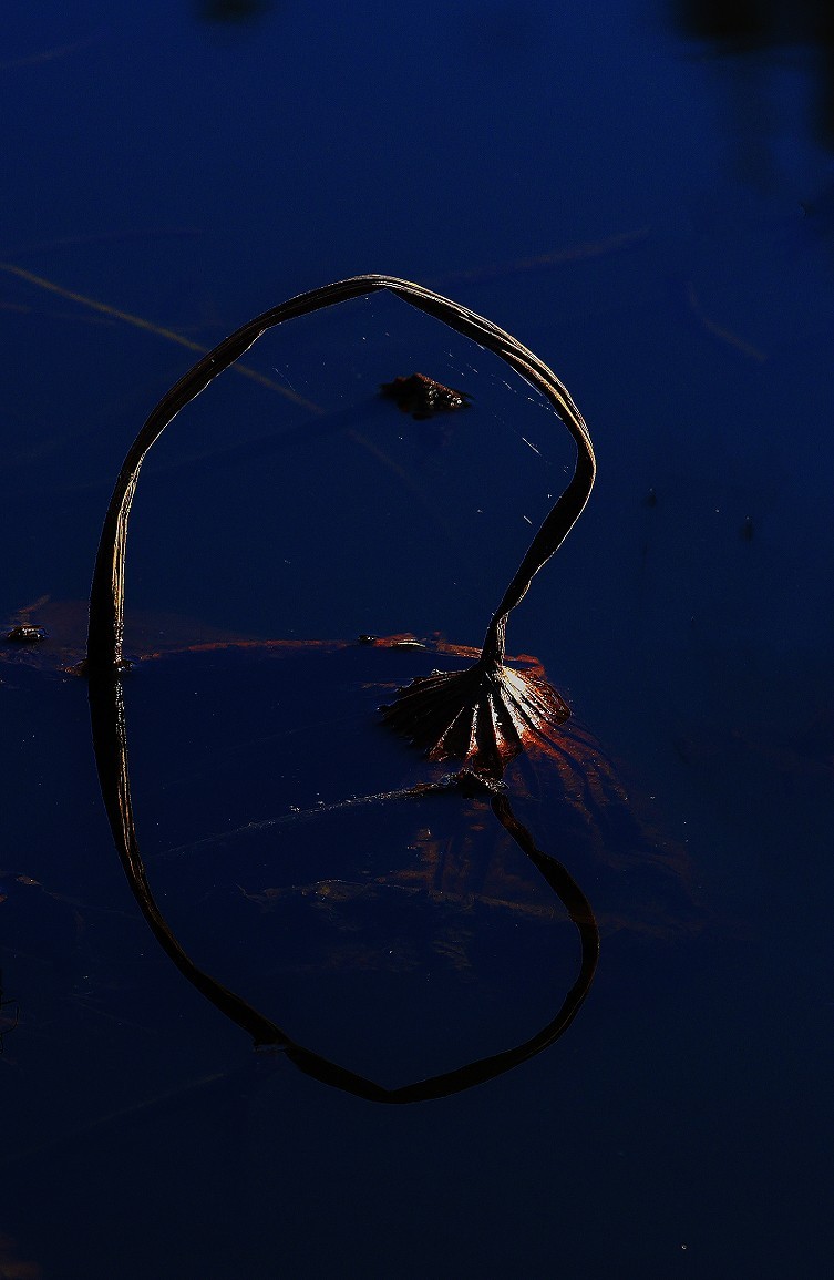 谁会拍《残荷》来指导一下，没拍过这个，这次试着拍一次看看，效果不理想！哈哈！