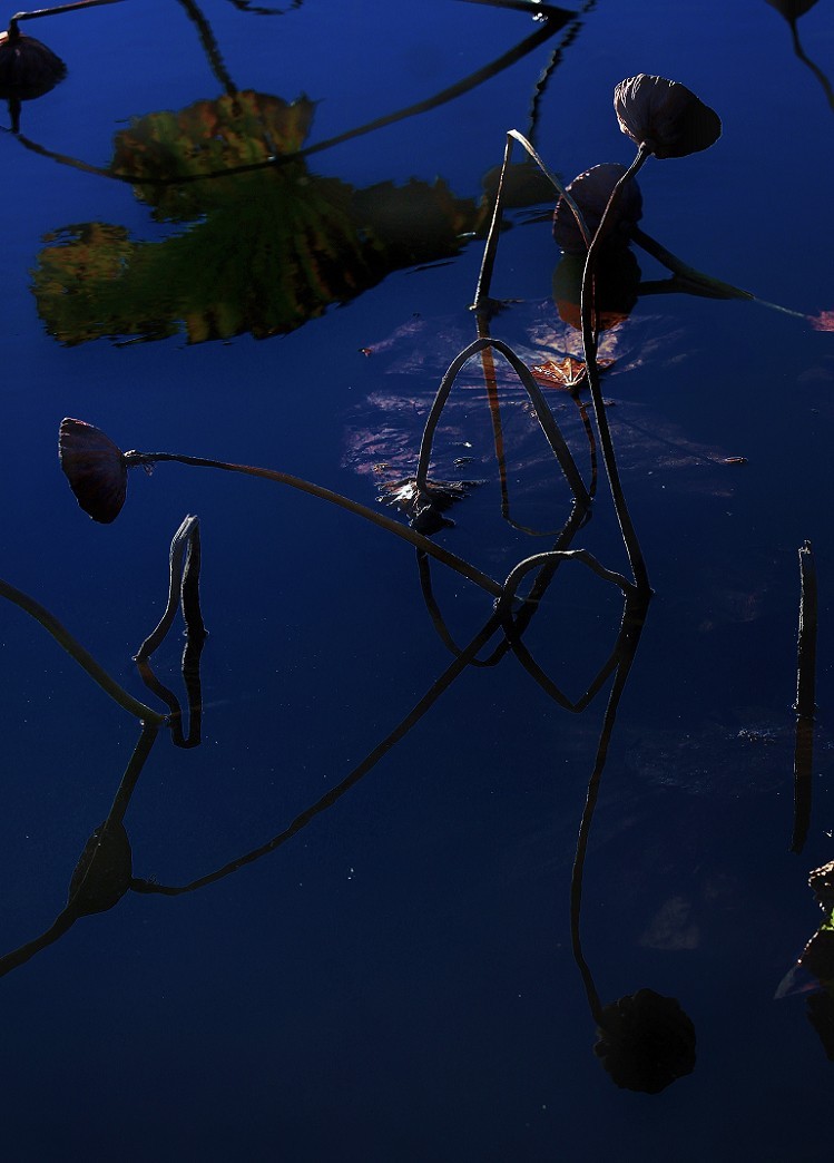 谁会拍《残荷》来指导一下，没拍过这个，这次试着拍一次看看，效果不理想！哈哈！