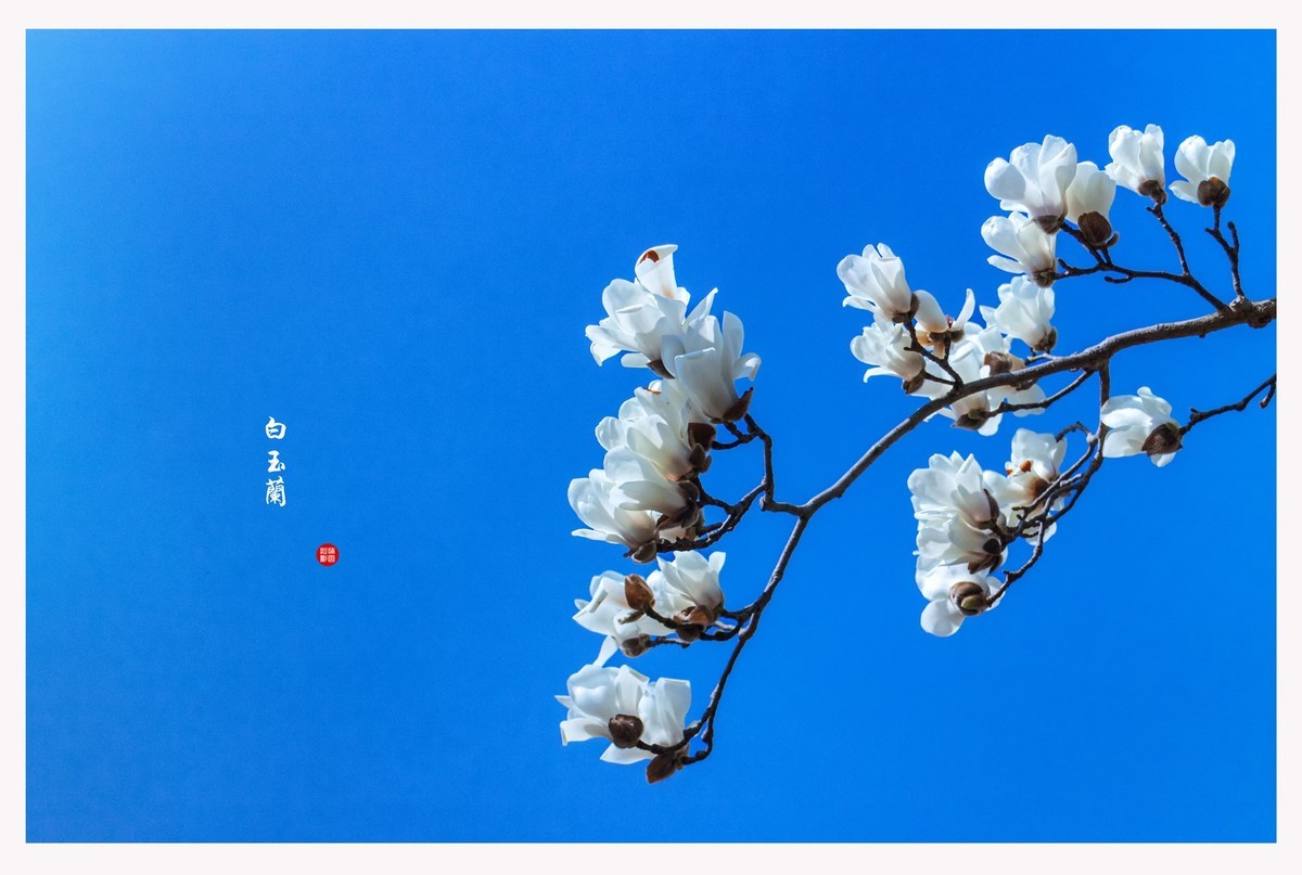 玉兰花