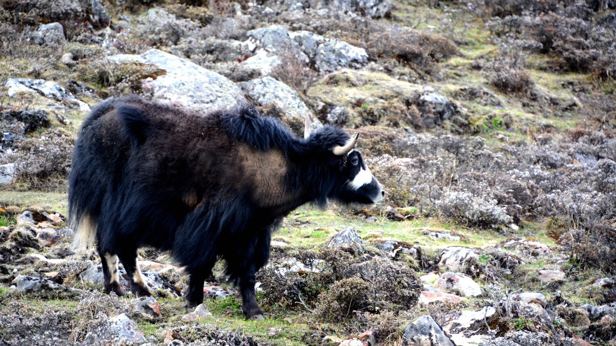 折多山#川藏线318