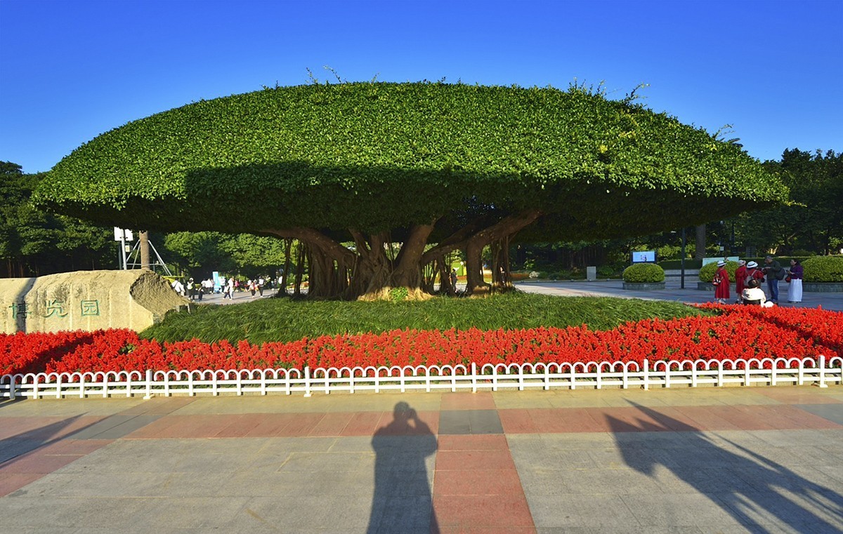 南宁南湖公园名树博览园