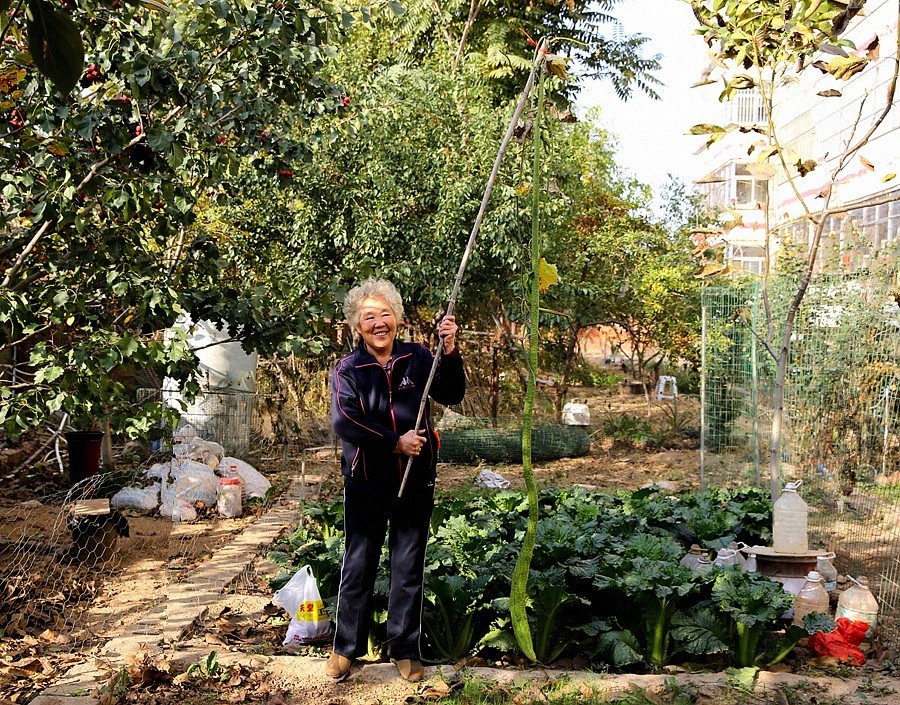 《不老松：纪实摄影》大美沧州系列報道：新年伊始，发组特殊片：丝瓜王！
