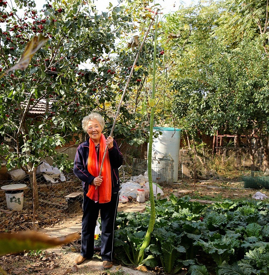 《不老松：纪实摄影》大美沧州系列報道：新年伊始，发组特殊片：丝瓜王！