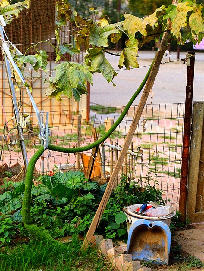 《不老松：纪实摄影》大美沧州系列報道：新年伊始，发组特殊片：丝瓜王！