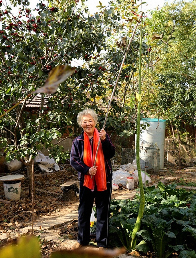 《不老松：纪实摄影》大美沧州系列報道：新年伊始，发组特殊片：丝瓜王！