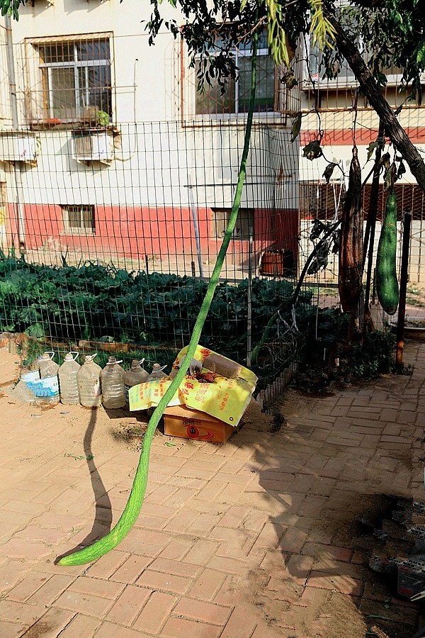 《不老松：纪实摄影》大美沧州系列報道：新年伊始，发组特殊片：丝瓜王！