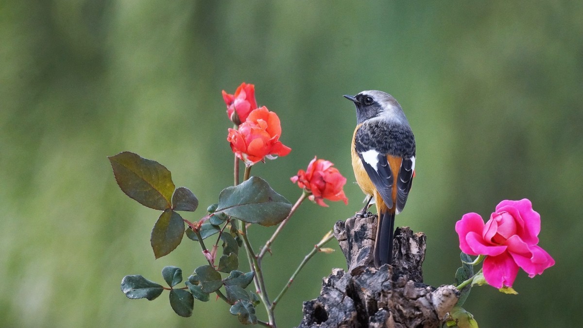 祝福各位老师2025新年快乐