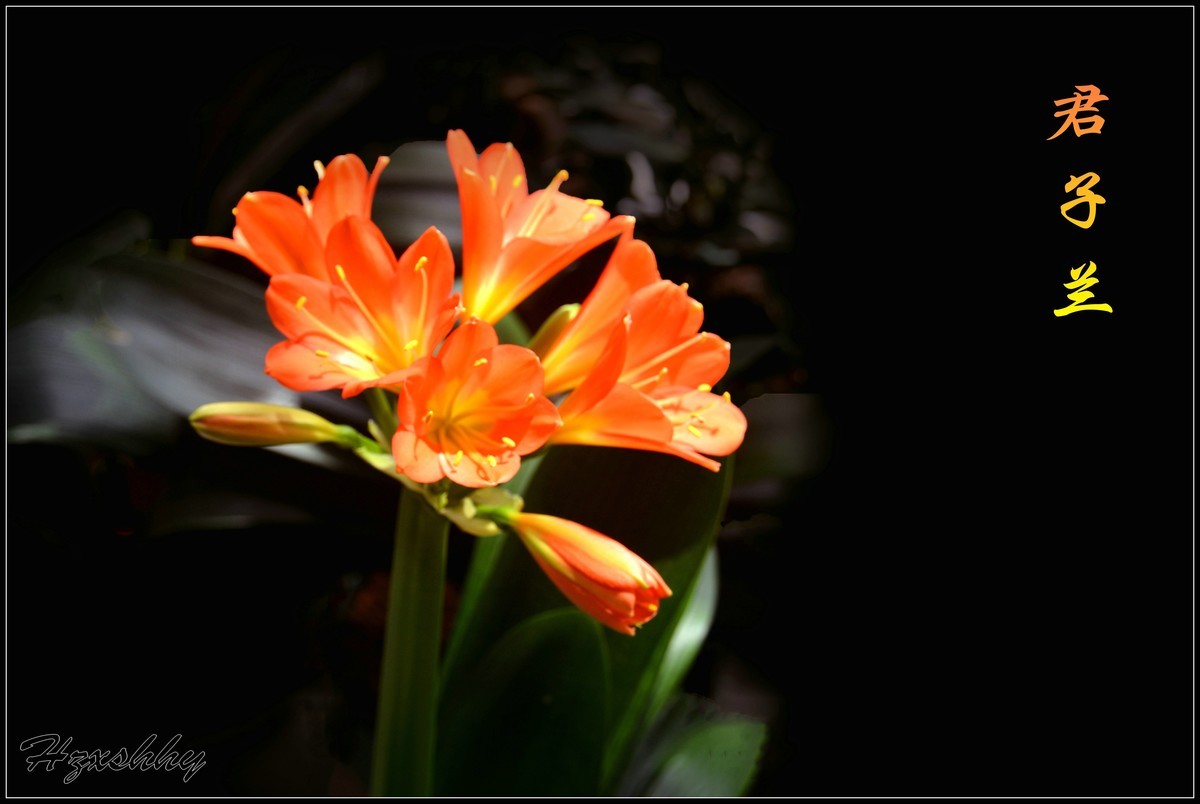 君子蘭（2025001）祝大家新年快乐!