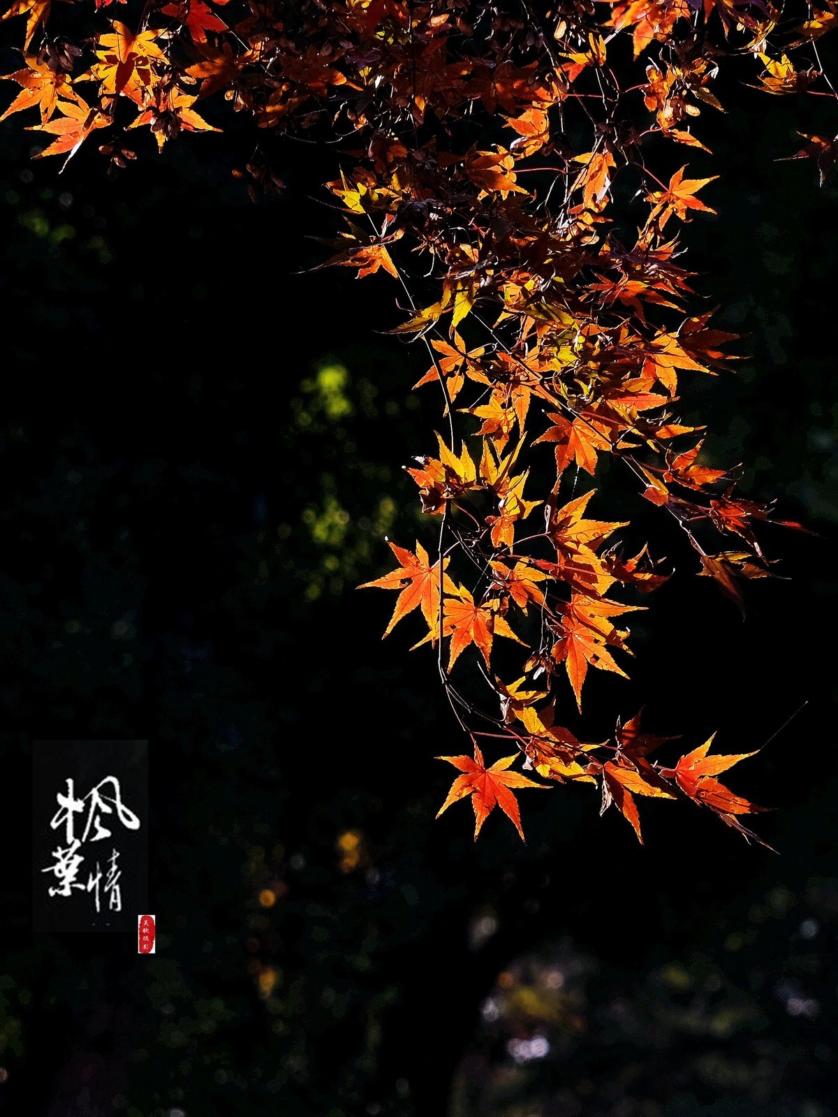 生态摄影∶《枫叶情深》
