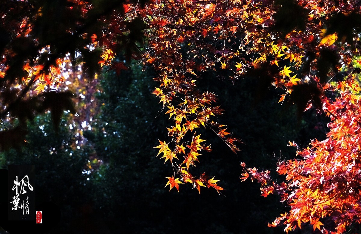 生态摄影∶《枫叶情深》