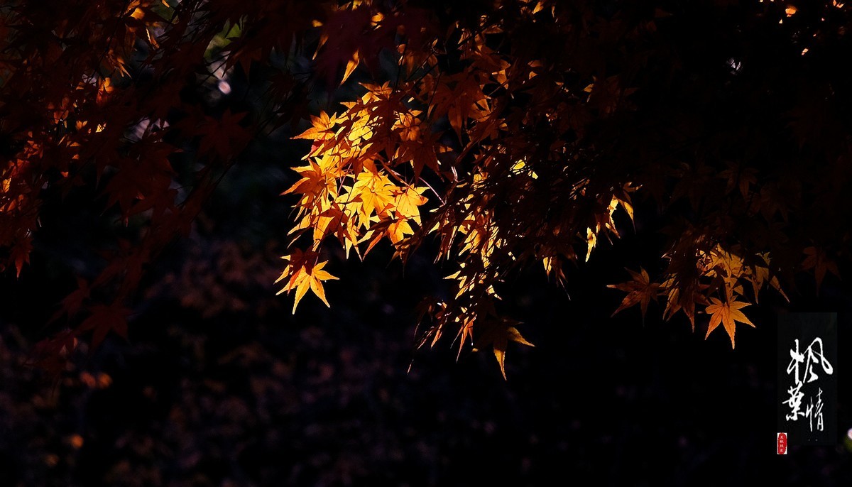 生态摄影∶《枫叶情深》