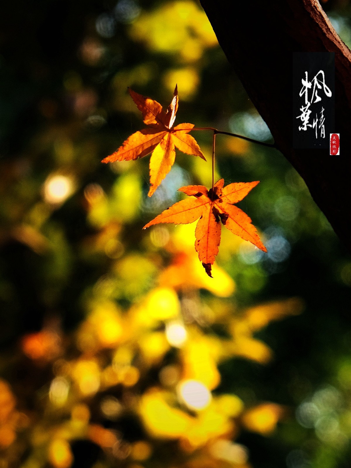 生态摄影∶《枫叶情深》