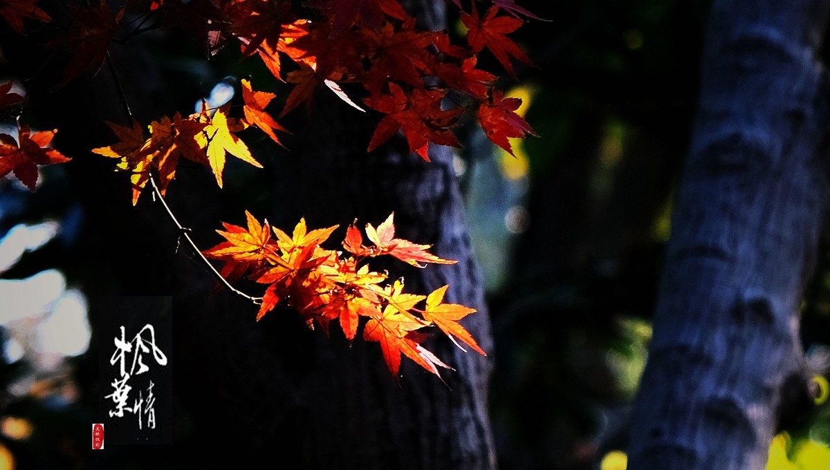 生态摄影∶《枫叶情深》