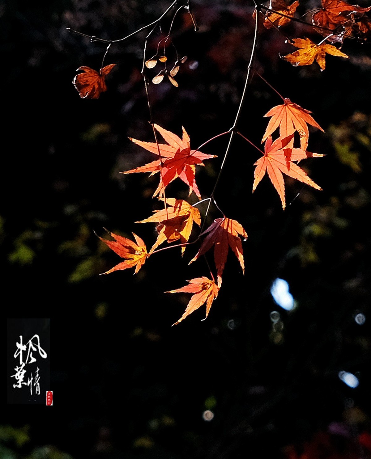 生态摄影∶《枫叶情深》