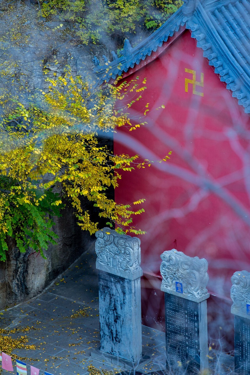 古寺银杏相映成趣