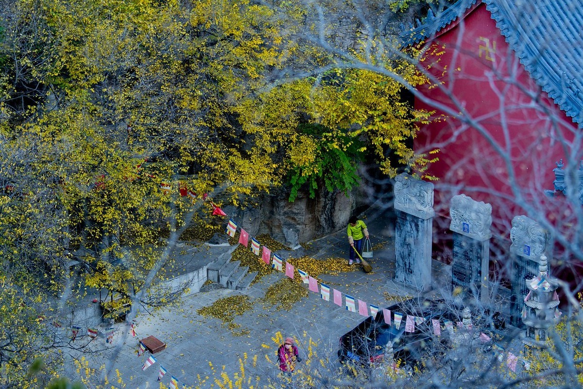 古寺银杏相映成趣