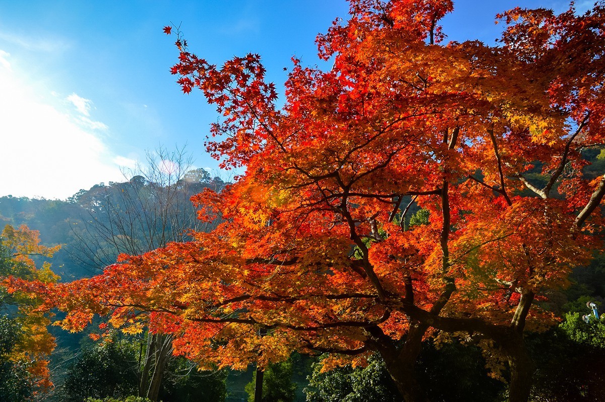 红叶季已过半 接下来日本人会去哪里赏枫？|红叶狩|京都岚山_凤凰旅游