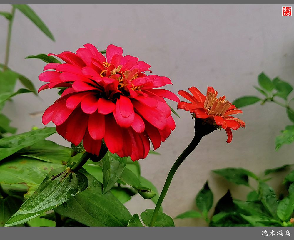 【2022之花季】40.赏心悦目百日菊