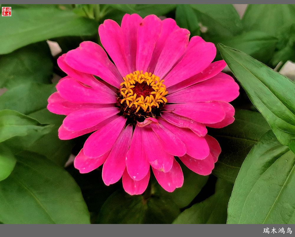 【2022之花季】40.赏心悦目百日菊