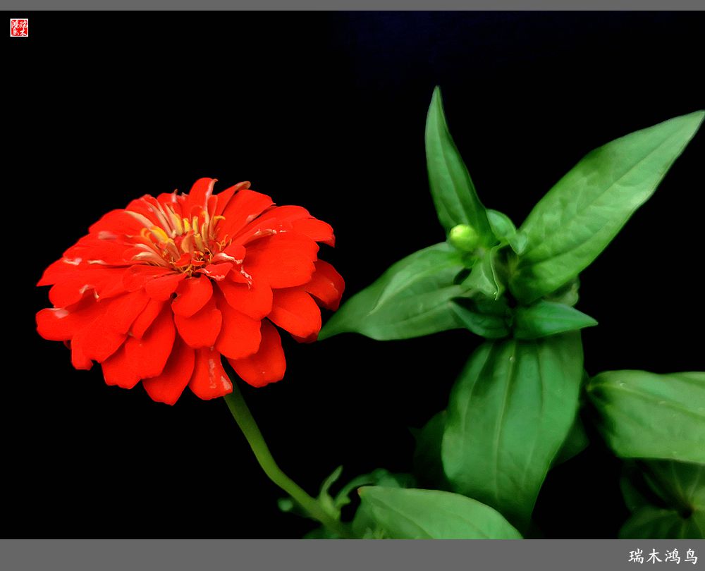 【2022之花季】40.赏心悦目百日菊