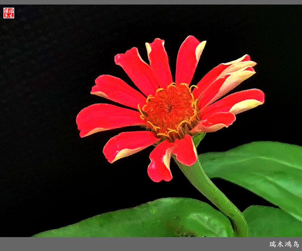 【2022之花季】40.赏心悦目百日菊