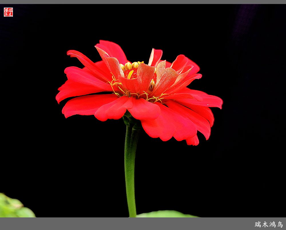 【2022之花季】40.赏心悦目百日菊