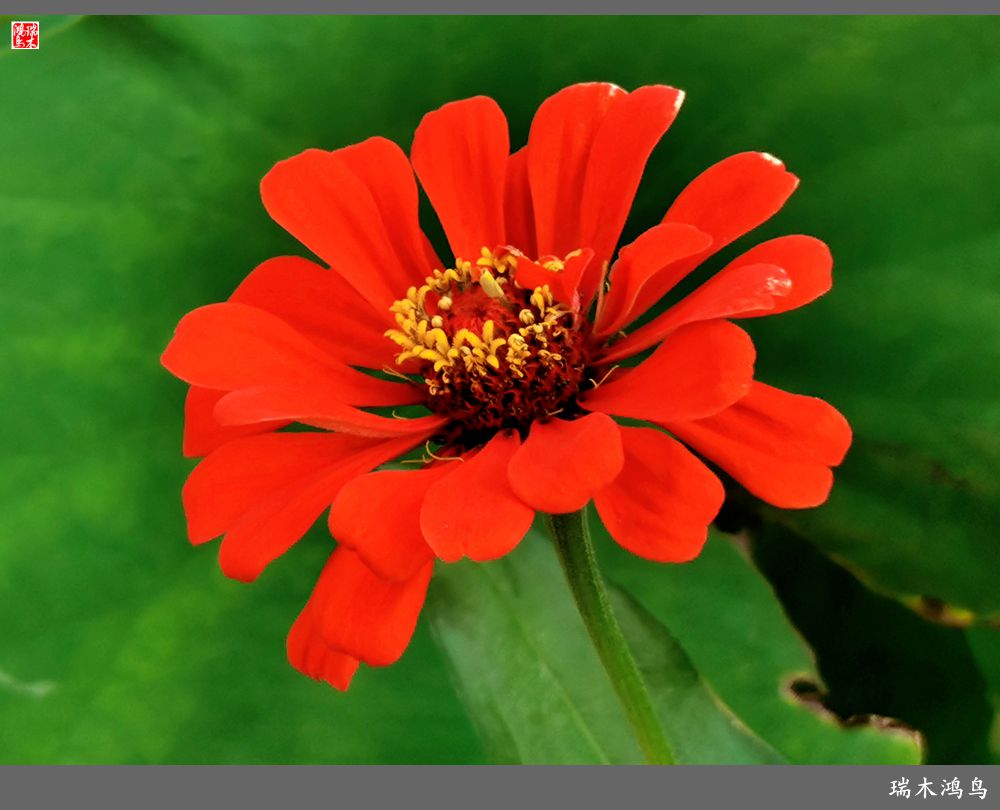 【2022之花季】40.赏心悦目百日菊