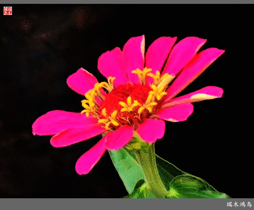 【2022之花季】40.赏心悦目百日菊