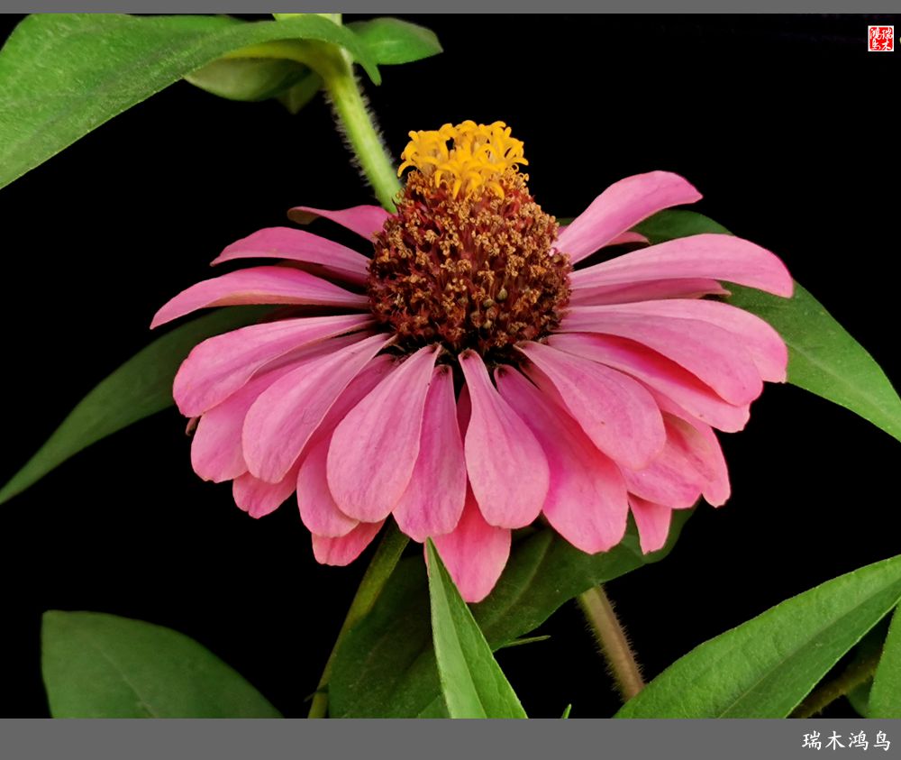 【2022之花季】40.赏心悦目百日菊