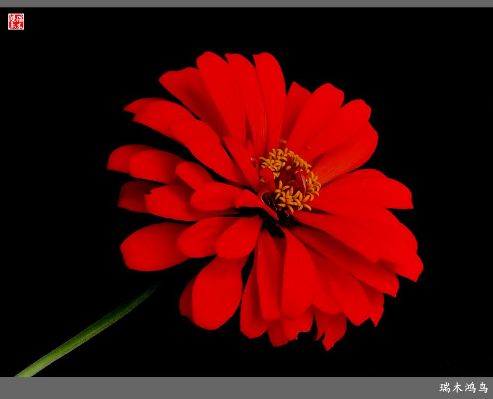 【2022之花季】40.赏心悦目百日菊