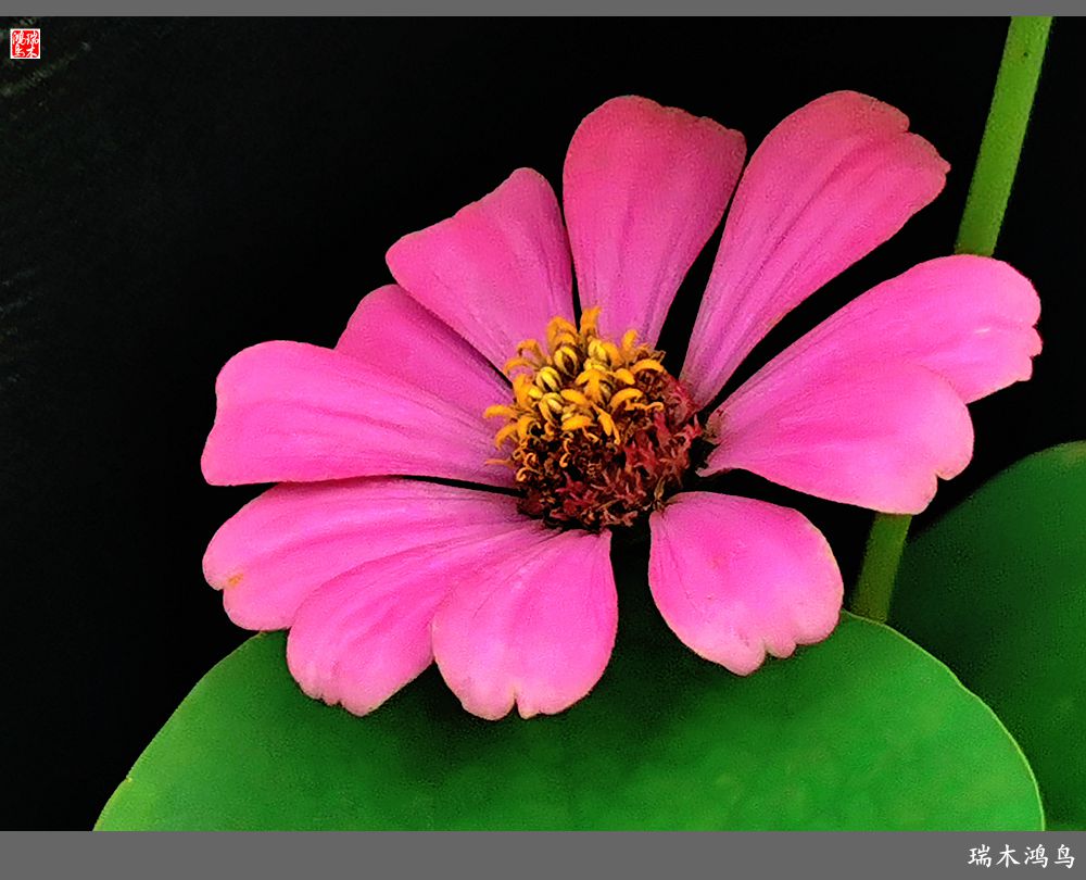 【2022之花季】40.赏心悦目百日菊