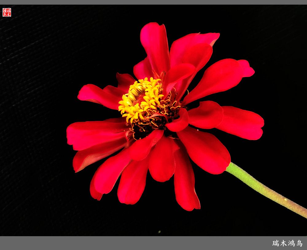 【2022之花季】40.赏心悦目百日菊