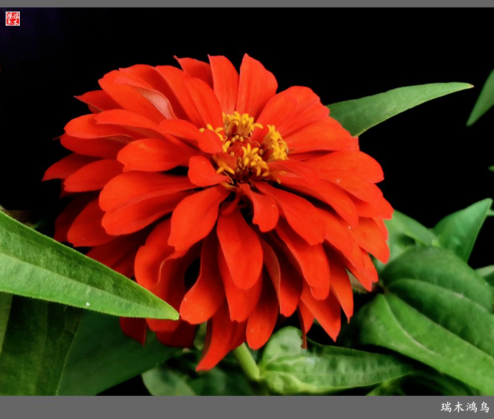 【2022之花季】40.赏心悦目百日菊