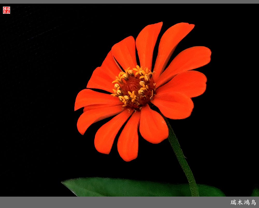 【2022之花季】40.赏心悦目百日菊