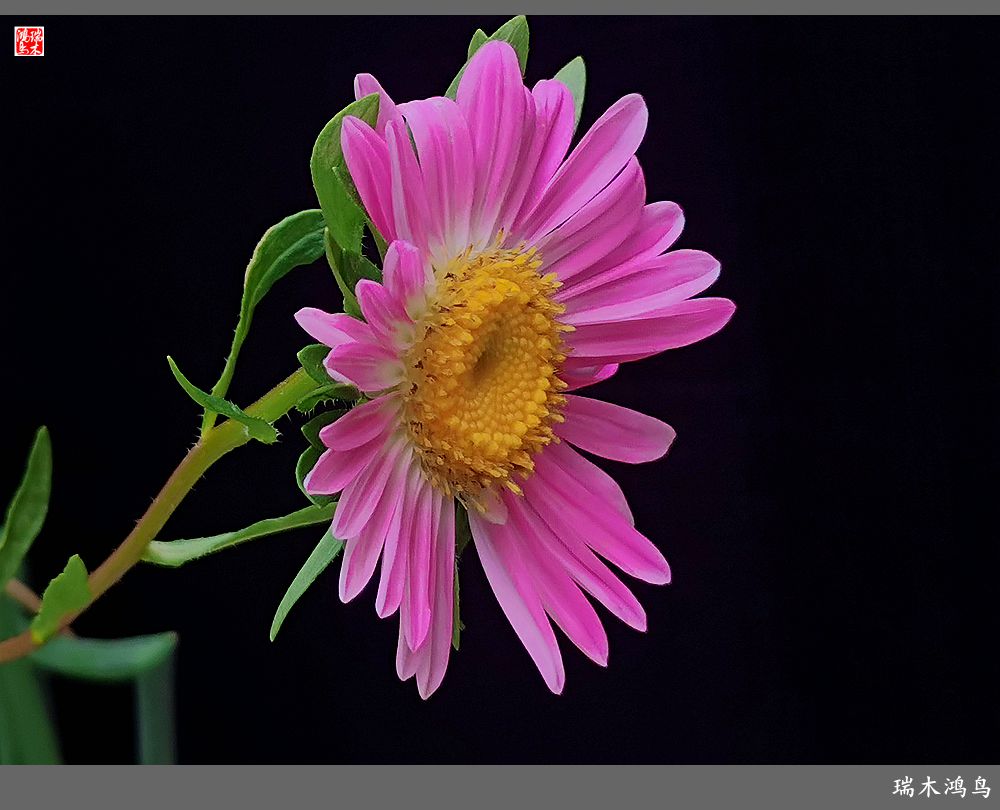 【2022之花季】40.赏心悦目百日菊