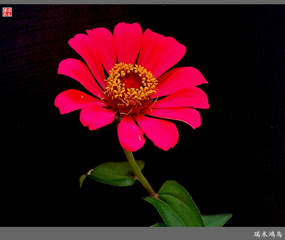 【2022之花季】40.赏心悦目百日菊