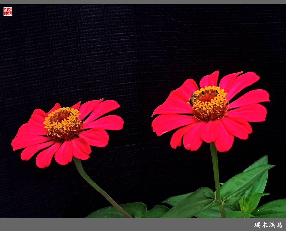 【2022之花季】40.赏心悦目百日菊