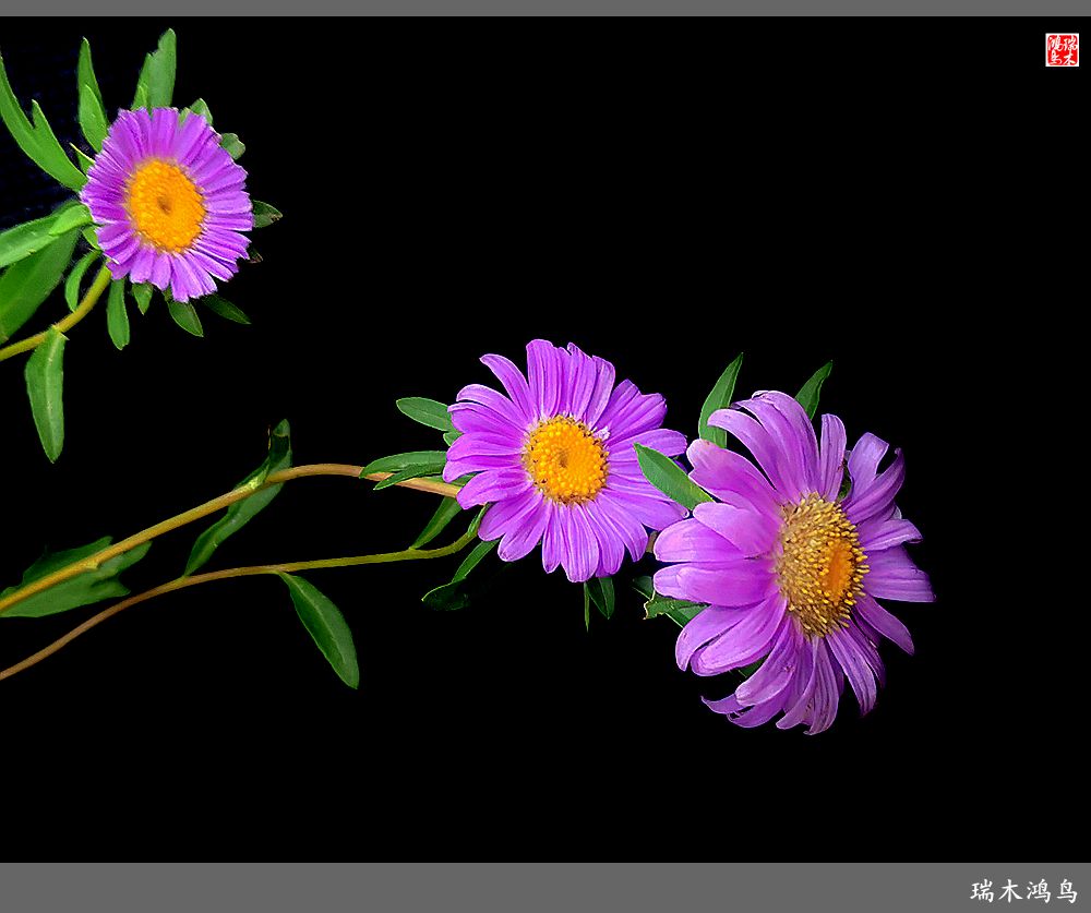 【2022之花季】40.赏心悦目百日菊