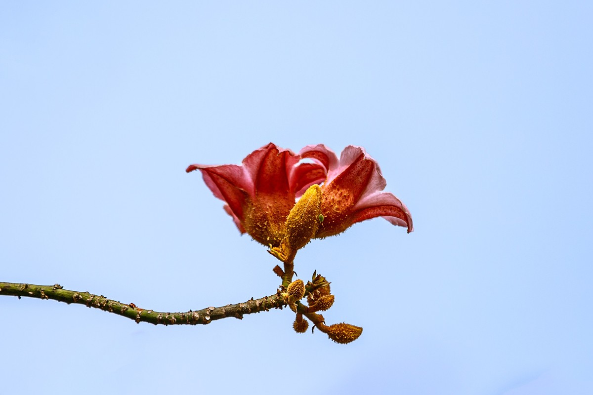 2022花城看花（66）：异色瓶子树开的花