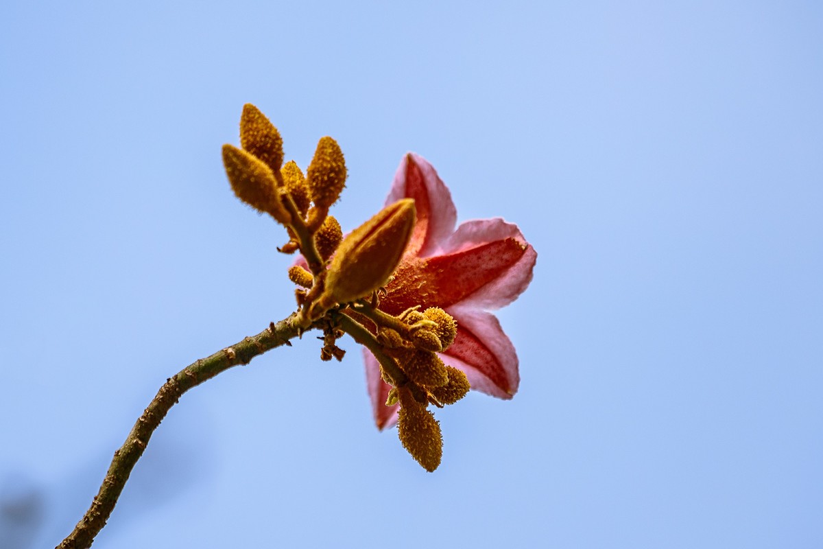 2022花城看花（66）：异色瓶子树开的花