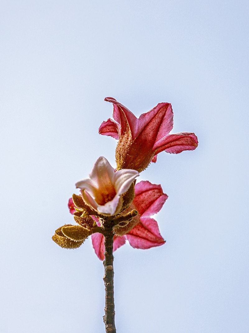 2022花城看花（66）：异色瓶子树开的花