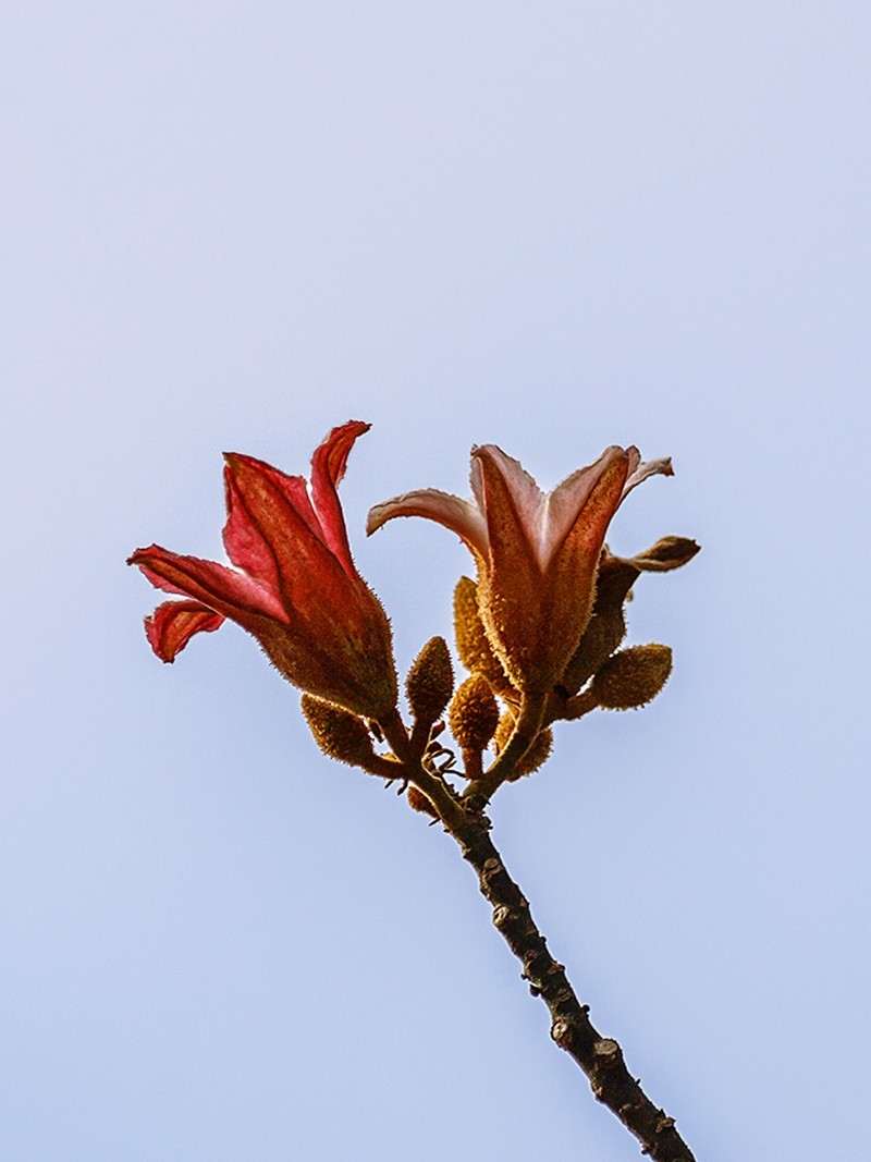 2022花城看花（66）：异色瓶子树开的花